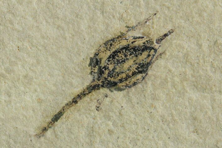 Detailed Fossil Capsular Fruit - Green River Formation, Utah #356583